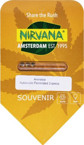 Amnesia AutoFem 