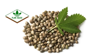 Семена конопли Planseeds