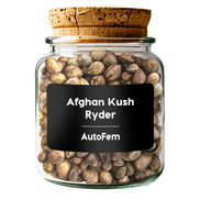 Afghan Kush Ryder AutoFem
