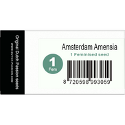 Amsterdam Amensia Fem