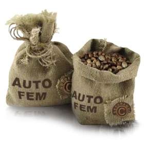Cream AutoFem