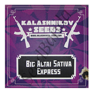 Big Altai Sativa Express Fem