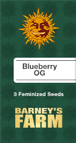 Blueberry OG Fem