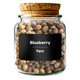 BLUEBERRY Fem