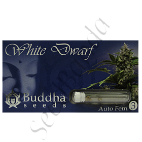 White Dwarf AutoFem