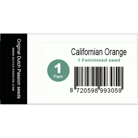Californian Orange Fem