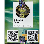Citradelic Sunset Fem