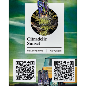 Citradelic Sunset Fem