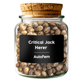 Critical Jack Herer AutoFem