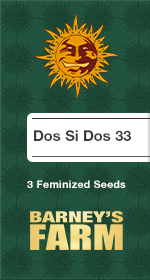 Dos Si Dos 33 Fem
