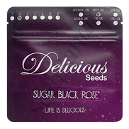 Sugar Black Rose Fem