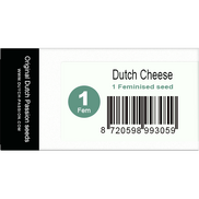 Dutch Cheese Fem