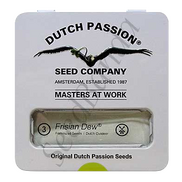 Frisian Dew Fem