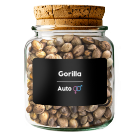 Gorilla Auto