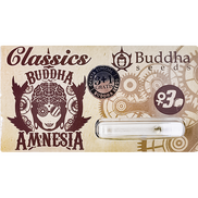 Amnesia Fem