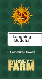 Laughing Buddha Fem