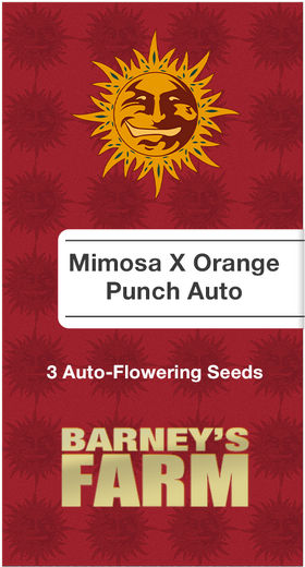 Mimosa X Orange Punch AutoFem