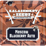 Moscow Blueberry AutoFem