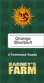 Orange Sherbert Fem