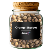 Orange Sherbet Auto