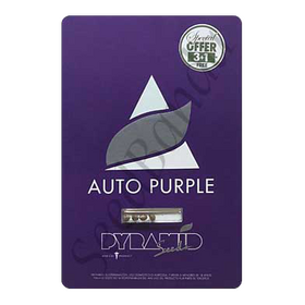 Purple AutoFem