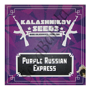 Purple Russian Express Fem