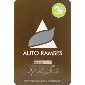 Ramses AutoFem