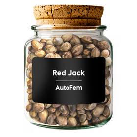 Red Jack AutoFem