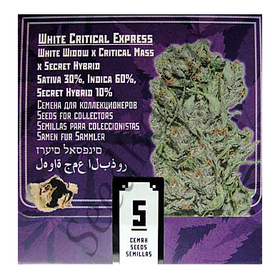 White Critical Express Fem