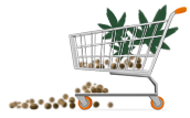 купить семена индики